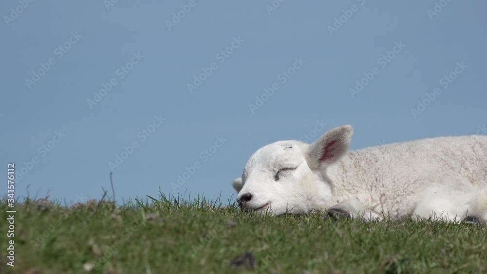 Cute white lamb lying on meadow in springtime Cute white lamb lying on meadow in springtime