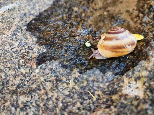 snail on the beach