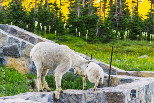 kid mountain goat  in green grass field, Glacier National Park, Montana
