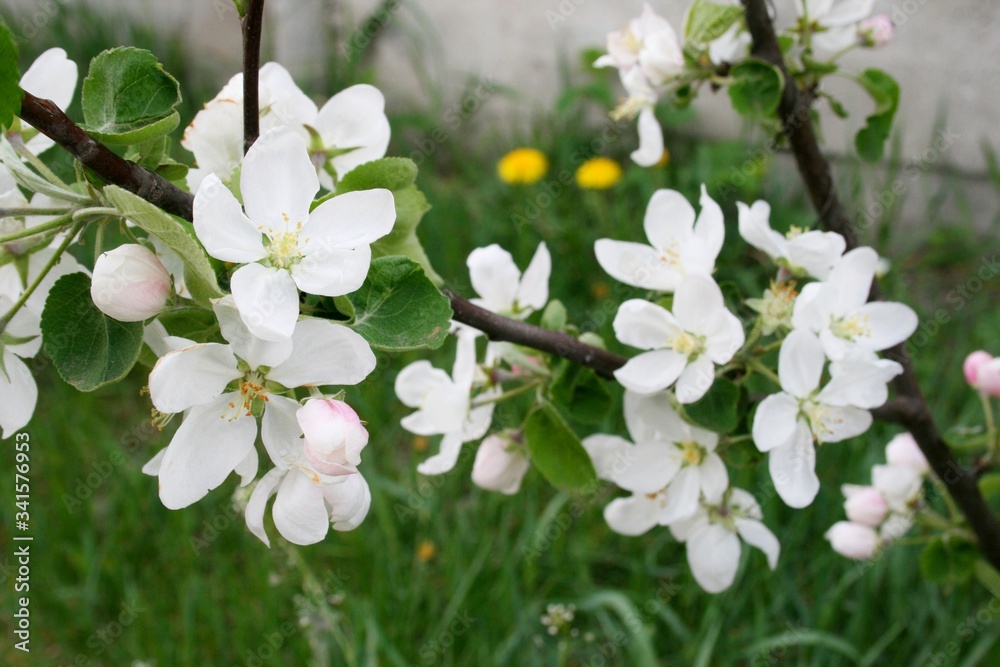 Fototapeta premium Tsuching apple orchard spring white flowers red flowers