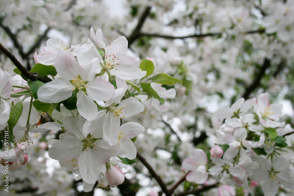 Tsuching apple orchard spring white flowers red flowers Tsuching apple orchard spring white flowers red flowers