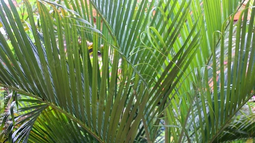 Bright sun flare coming through beautiful green leaves in a rain forest in the Caribbean