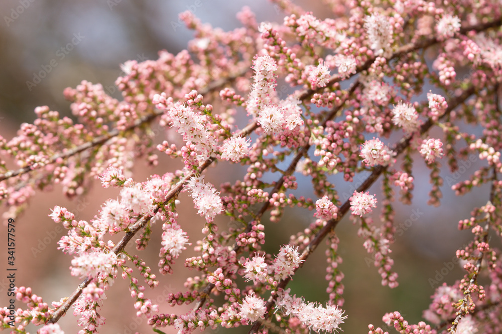 Bloomed pink flowers on a tree branches. Spring sunny day. 