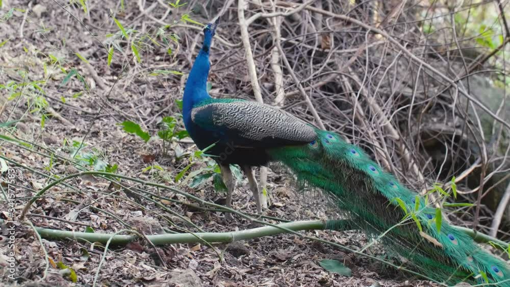 Beautiful Male Peacock with a Big Tail Walking on the Hill and Eating some Insects from Branch in the Open Zoo Beautiful Male Peacock with a Big Tail Walking on the Hill and Eating some Insects from Branch in the Open Zoo