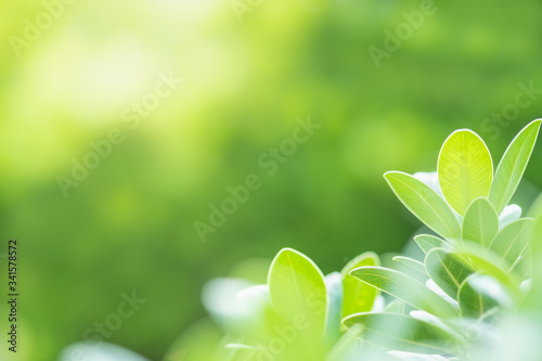 Closeup of beautiful nature view of green leaf on blurred greenery background in garden with copy space using as background natural green plants landscape, ecology, fresh wallpaper concept.