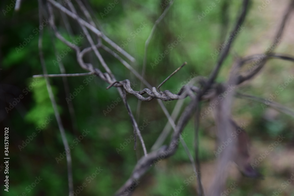 Close up of vine isolated in forest. Clipping path included. Close up of vine isolated in forest. Clipping path included.