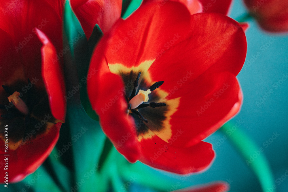 SPRING MOOD. Flowers are the best gift for a holiday. SPRING MOOD. Flowers are the best gift for a holiday.