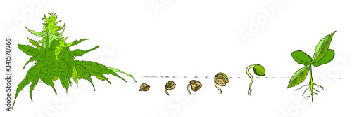 Marijuana crops growing