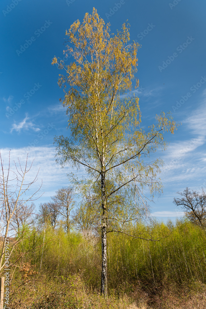 Obraz premium A flowering birch on a sunny day in spring