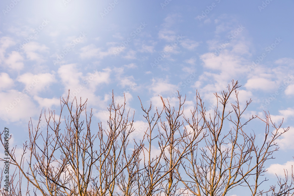 Obraz premium close up of beautiful blue sky and white clouds with branches of tree without leaves.