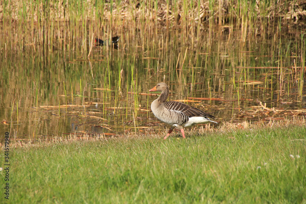 A Greylag goose (Anser anser) in A Greylag goose (Anser anser) in