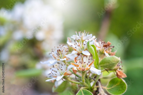 Beautiful flowers of European pear or common pear in spring season with sunlight blurred background.