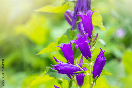 Campanula persicifolia, the peach-leaved bellflower photo