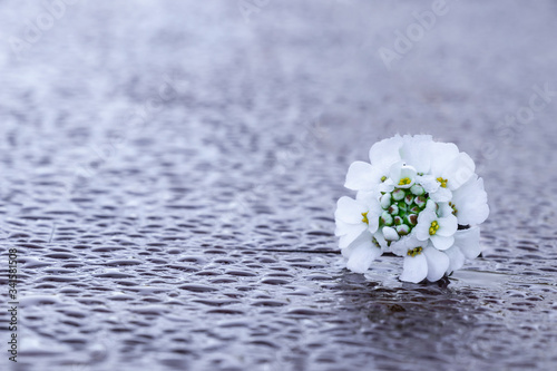 close up of Iberis flowers in between wooden table isolated background.