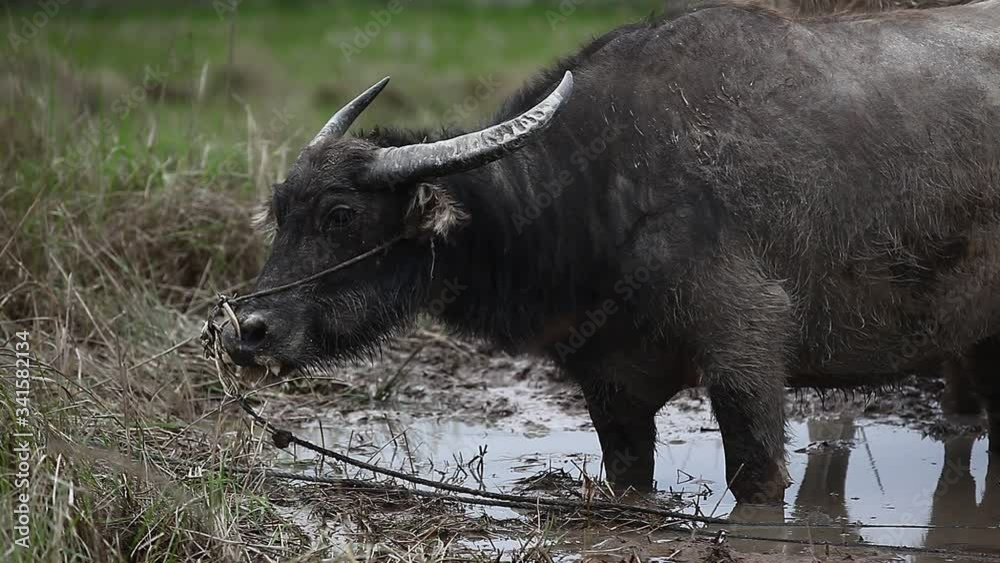 Asian buffalo Asian buffalo
