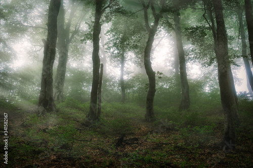 Mystical forest in heavy fog.