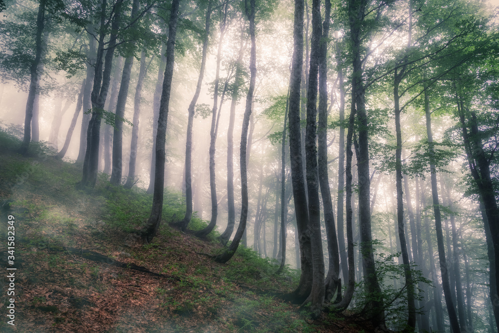 Mystical forest on a mountainside in heavy fog. Mystical forest on a mountainside in heavy fog.