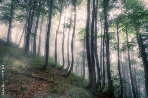 Mystical forest on a mountainside in heavy fog.