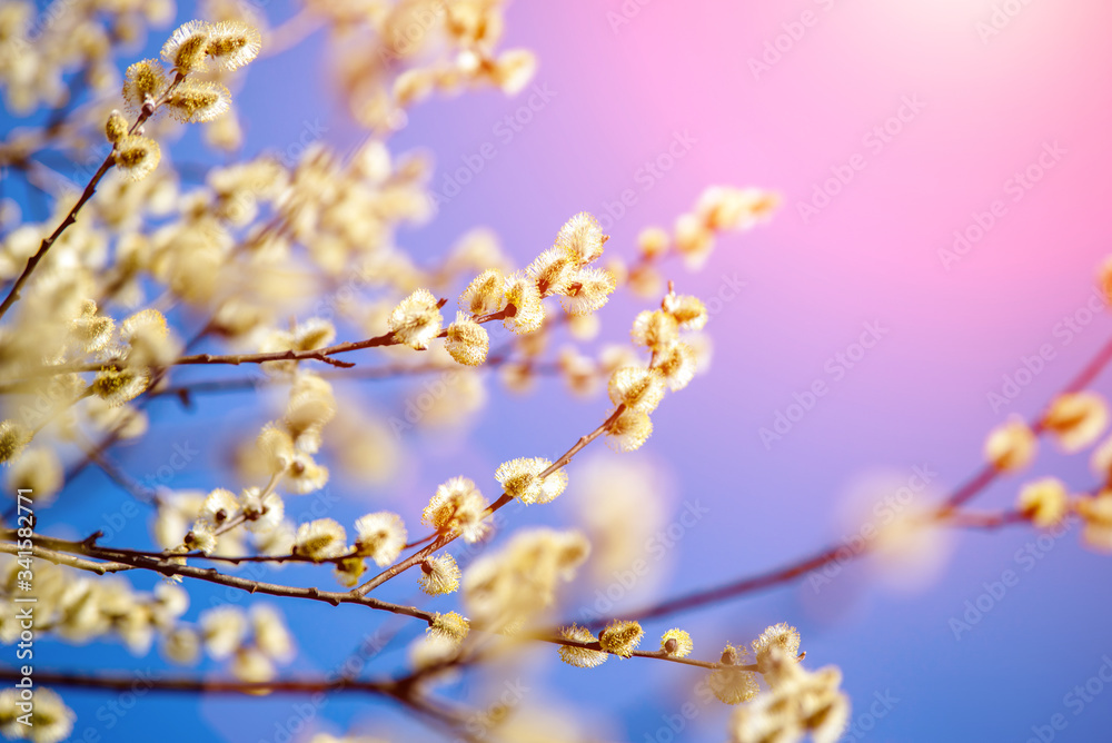 Blossoming willow in the early spring on a background of blue sky
Blossoming willow in the early spring on a background of blue sky