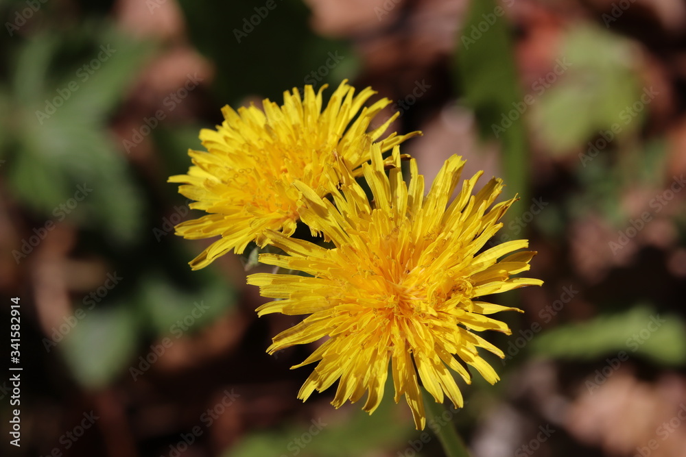 Blühende Blüten einer Butterblumen im Frühling Blühende Blüten einer Butterblumen im Frühling