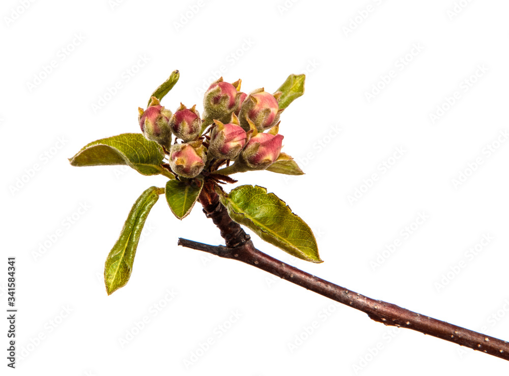 Obraz premium pear tree branch with young green leaves and blooming flowers isolated on white background