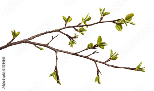 pear tree branch with young green leaves isolated on white background