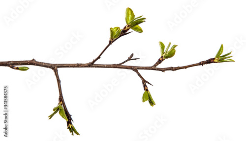 pear tree branch with young green leaves isolated on white background