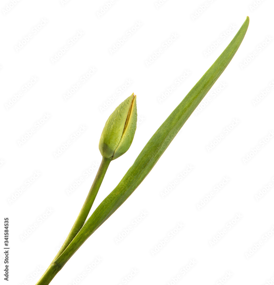 green unblown tulip bud isolated on white background