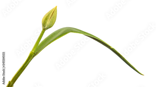 green unblown tulip bud isolated on white background