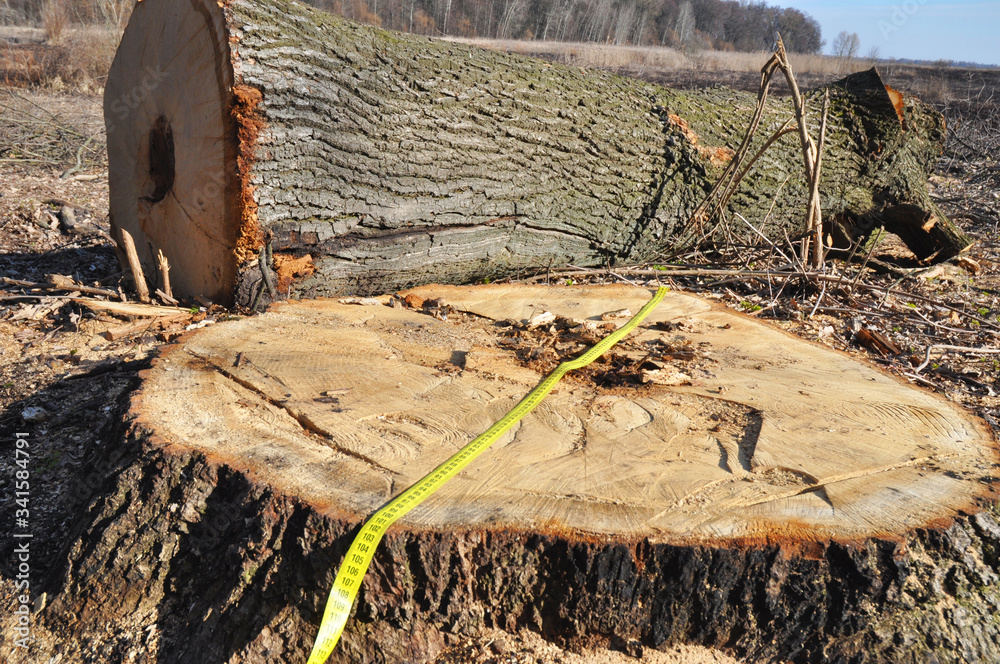 Deforestation large 100 year old oak tree cut down in the forest for