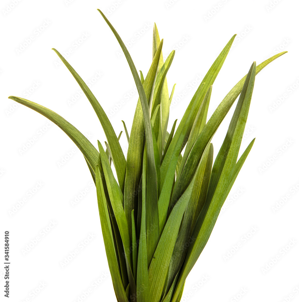 young green leaves on a white background