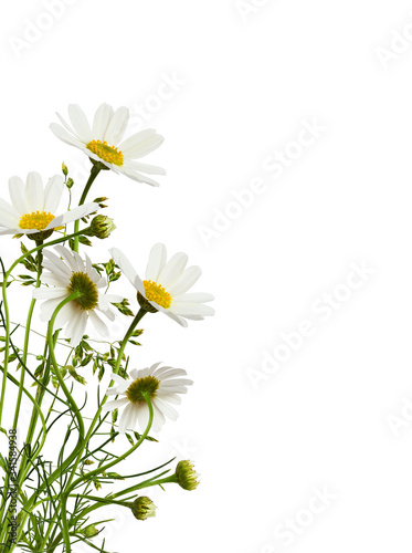 Fototapet Daisy flowers and grass in a corner floral arrangement