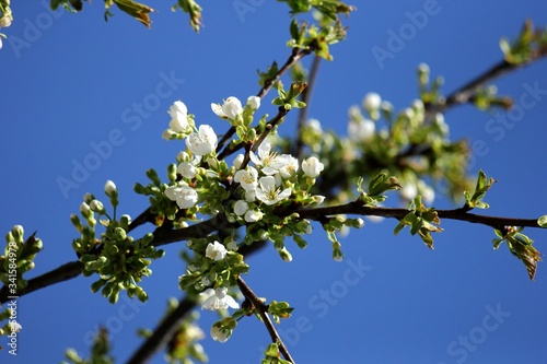 blossoming apple tree