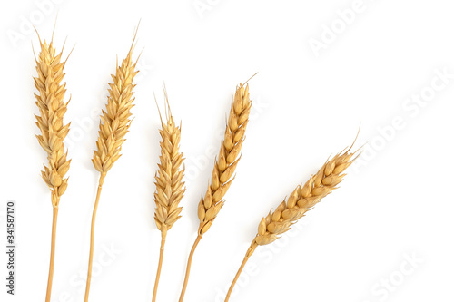 Ripe ears of wheat isolated on a white background. Top view, flat lay.