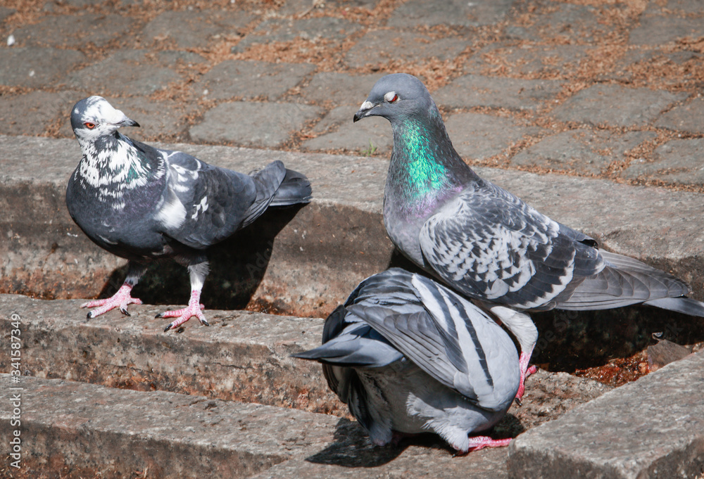 Obraz premium 3 Tauben