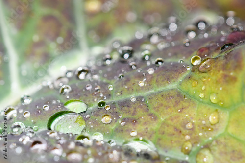 Rain drops on a cabbage leaf