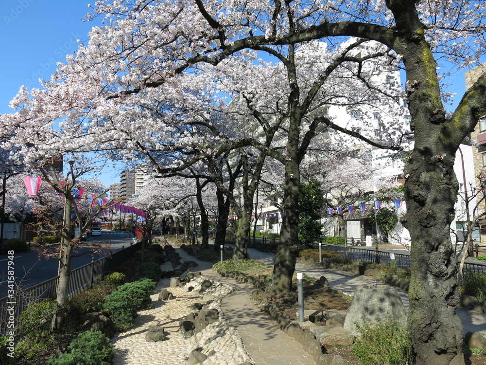 文京さくらまつり開催期間の播磨坂さくら並木(播磨坂桜並木交差点東側の緑道) Harimazaka Slope (Bunkyo Cherry Blossom Festival) 文京さくらまつり開催期間の播磨坂さくら並木(播磨坂桜並木交差点東側の緑道) Harimazaka Slope (Bunkyo Cherry Blossom Festival)