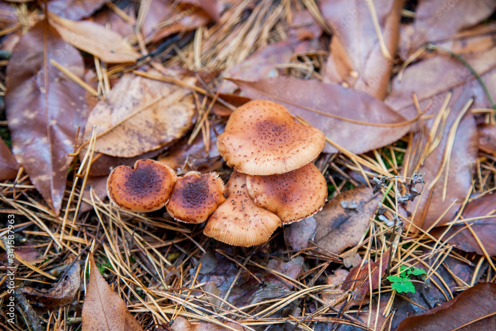 Wild forest mushrooms honey agarics in the forest among red an yellow leaves.. Wild forest mushrooms honey agarics in the forest among red an yellow leaves..