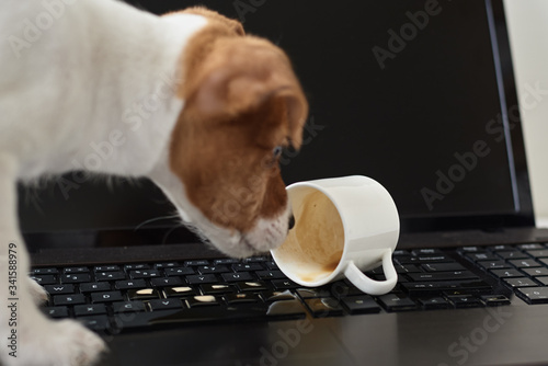 Dog spilled coffee on the computer laptop keyboard. Damage property from pet