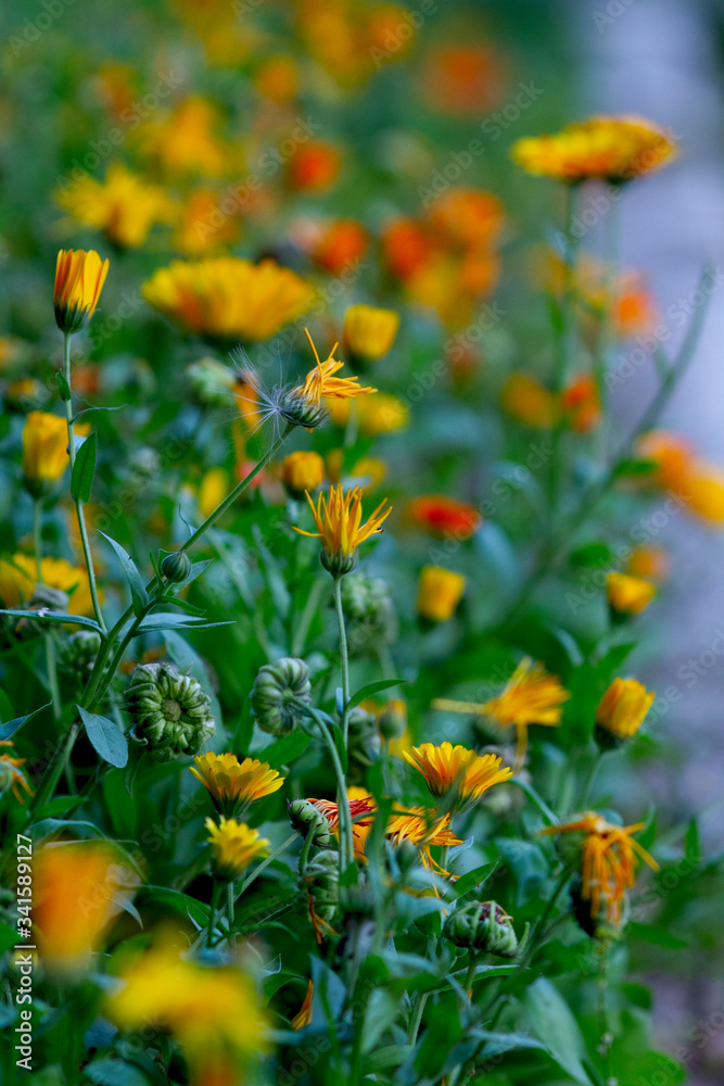 Real floral backround: calendula flowers and marigold om the flower bed, summer gardening