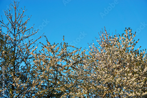 Blossoming cherry tree in spring with blue sky.