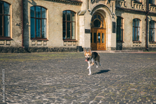 Beautiful happy purebred dog mestizo little German shepherd runs along the old building, a mongrel dog plays, selective focus, grain, sunny summer day © mala_koza