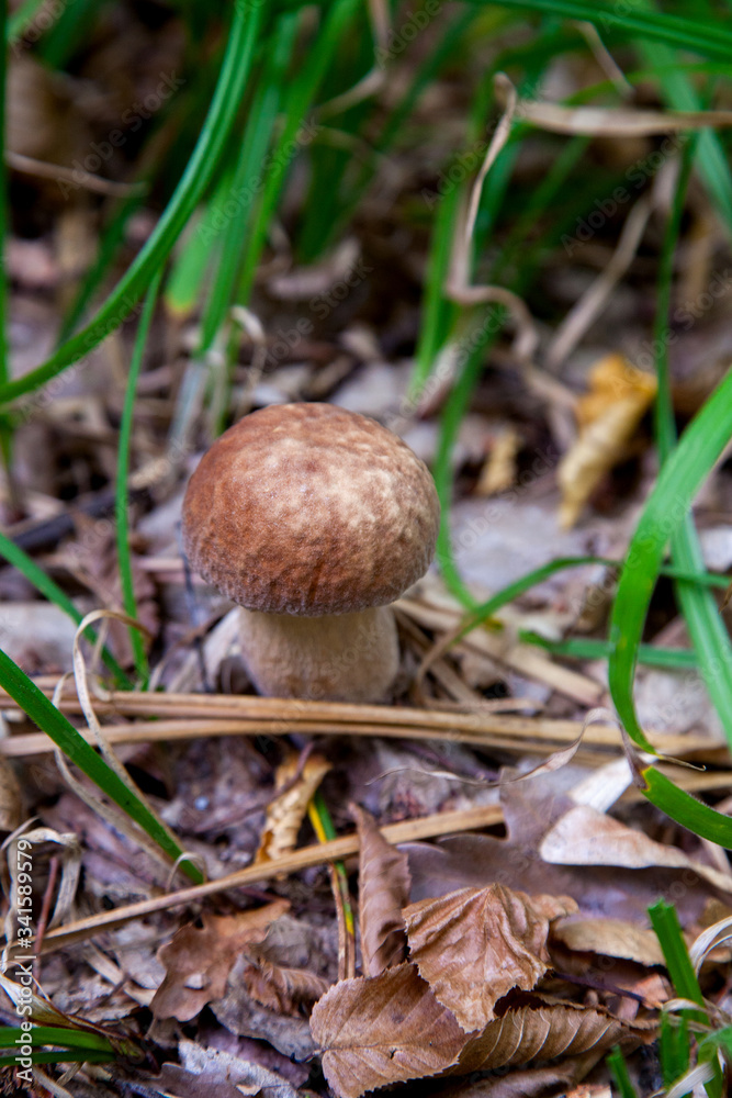 Boletus mushroom in the wild. Porcini mushroom grows on the forest floor at autumn season.. Boletus mushroom in the wild. Porcini mushroom grows on the forest floor at autumn season..
