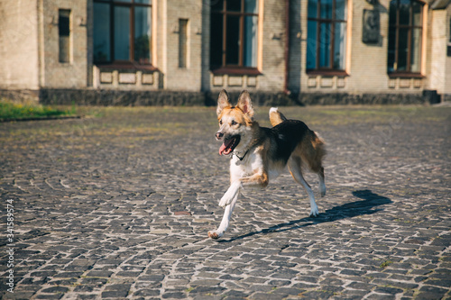 Beautiful happy purebred dog mestizo little German shepherd runs along the old building, a mongrel dog plays, selective focus, grain, sunny summer day