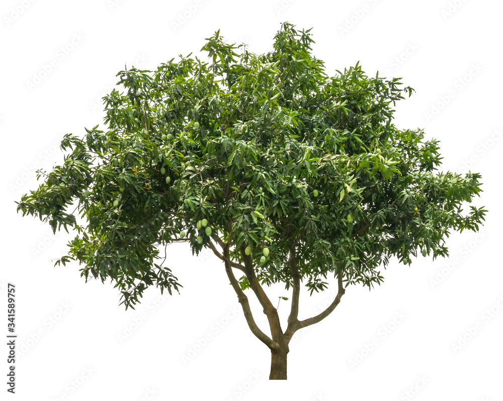 Mango tree (Mangifera Indica) isolated on white background with clipping path Mango tree (Mangifera Indica) isolated on white background with clipping path