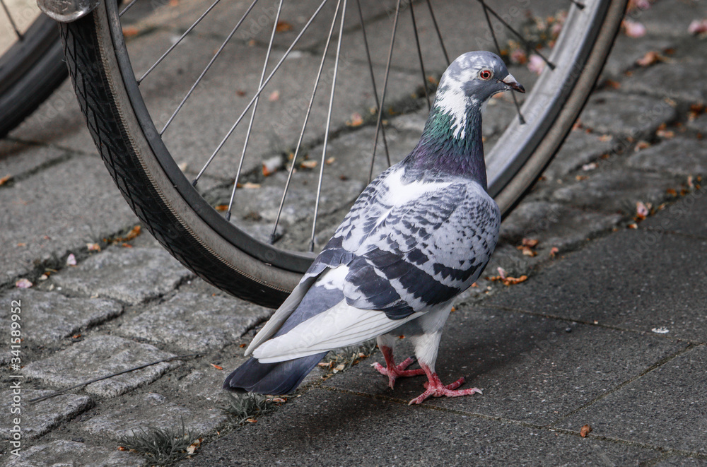 Obraz premium Gescheckte Stadttaube vor Fahrrad