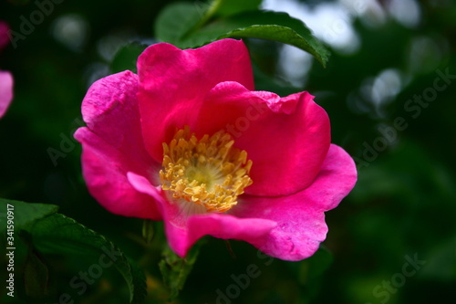 closeup of pink and red wild Irish rose, dark green foliage all around