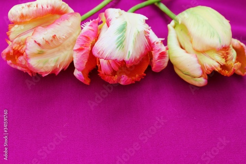 Three pink tulips on a pink  background. Festive floral, for mother's day and Background for congratulations girls. Spring floral banner fuchsia, purple. 