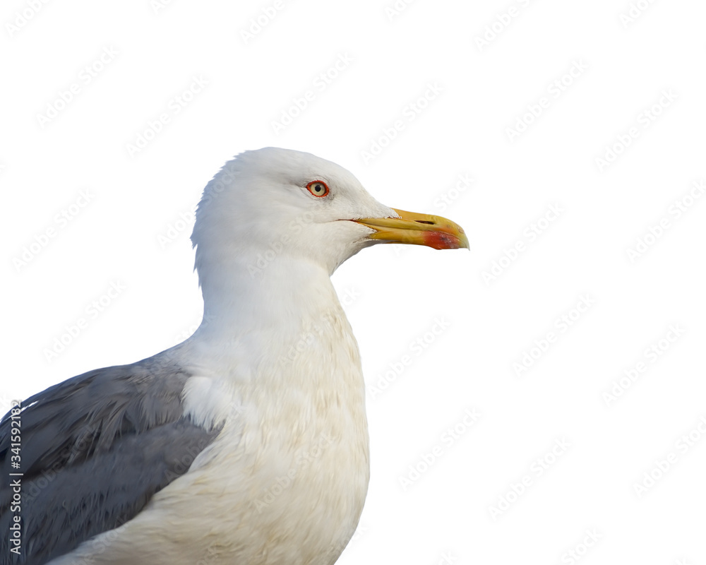 Seagulls profile close up on a white background. Isolated object. Seagulls profile close up on a white background. Isolated object.