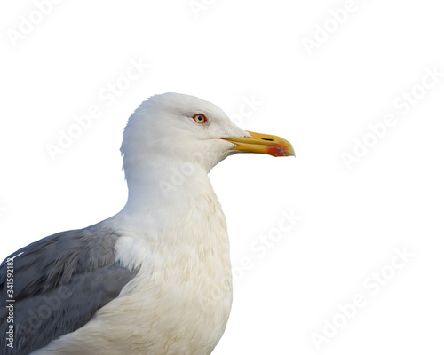 Seagulls profile close up on a white background. Isolated object.